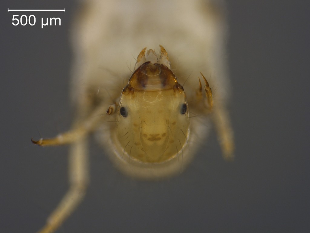 Athripsodes commutatus 2